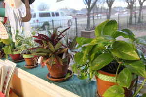 plants used in science instruction - Elementary Class at Kidz Camp Montessori School in Plano, TX